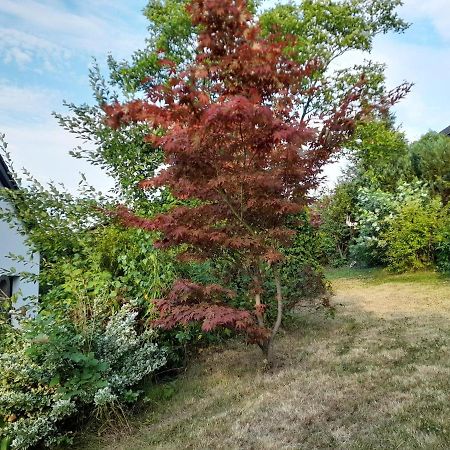 Haus Edda - Ferienwohnungen Mit Garten Und Schlossblick Marburg Exteriér fotografie